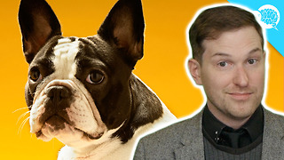 This Guy Tells You All You Need To Know About The Process Of Aging In Dogs