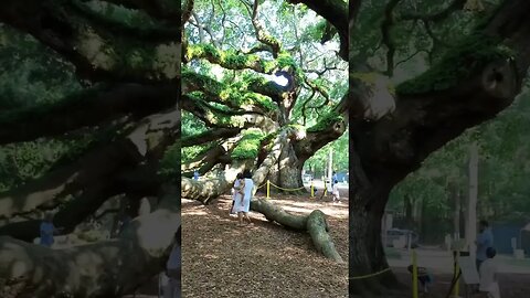 Angel Oak Tree