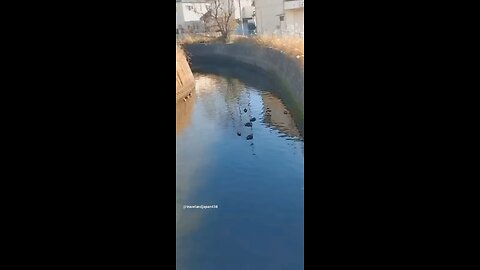Winter ducks in Japan