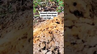 Ant-lantis Lost! #organicgardening #fireants #atlantis #cinnamon #gardening #bugs #ants #Pompeii