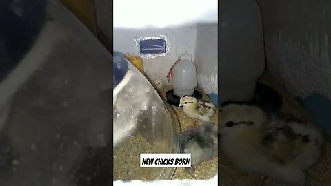 New Chicks Born. #birds #vlog #viral #trending #ytshorts #shorts