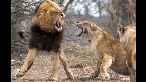 Nine Lionesses Brutally Attack Lion