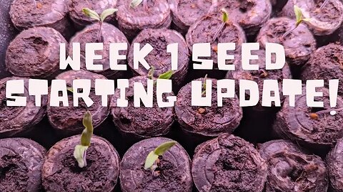 What to Look for when your Seeds Start to Germinate?!