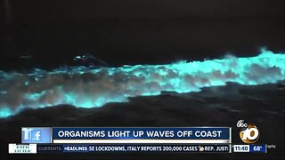 Bioluminescence explained: How organisms light up waves off San Diego coast