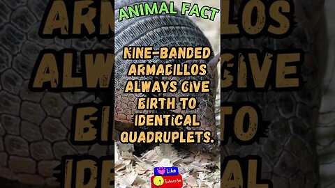 Discover Fascinating Animal Facts👀 #shorts #shortsfact #animalfacts #funfactsshorts #armadillo