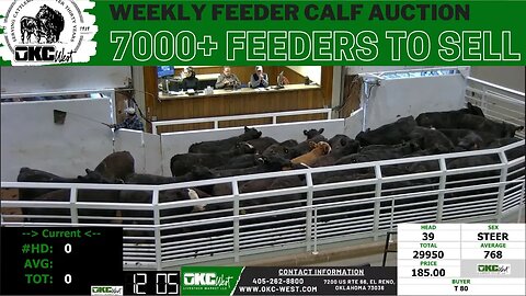 1/11/2022 - OKC West Feeder Calf Auction