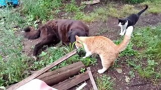 FRIENDLY CAT WANTS DOG TO PET HIM (07/01/23)