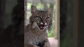 Sioux Bobcat Saying a Hissy Hello to her Keepers 2022 05 23