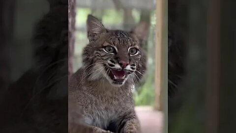 Sioux Bobcat Saying a Hissy Hello to her Keepers 2022 05 23