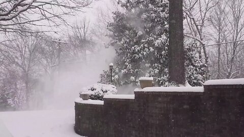 Magnolia Tree Blowing Snow