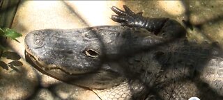 Alligator mating season is here