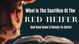 VladTalks | Red Heifers | LOC