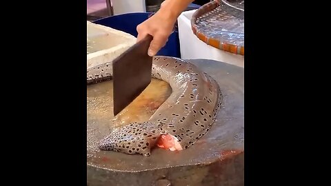 Giant Moray Eel Cutting