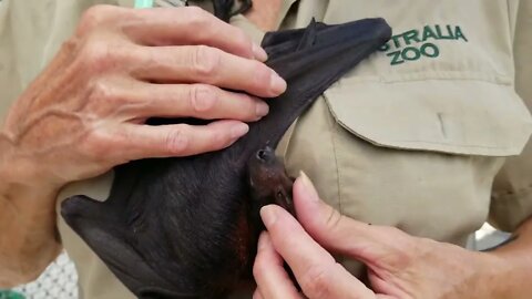 How To Brush A Cute 10-Week Old Baby Bat After Its Feed - Meet Clarence, an Orphan Baby Flying Fox