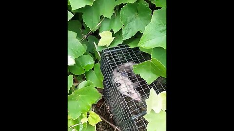 TPM - PK6WBJ - Caught a possum 😲