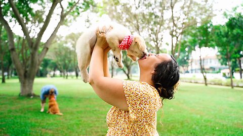 Playing Lovely dog