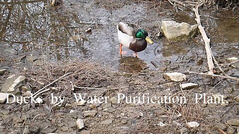 Ducks by Water Purification Plant.