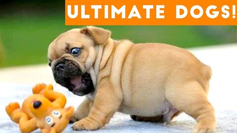 Ultimate FUNNY DOGS & CUTE PUPPIES