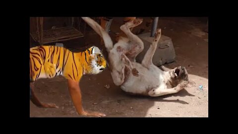 Fake tiger pranks on dog so hilarious