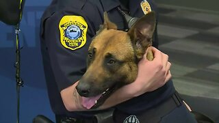 Pyro, the injured Green Bay K-9, returns to duty