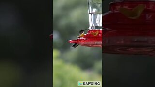 Epic Humming Birds Before they leave for Winter