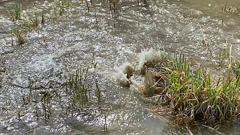 Carp Spawning