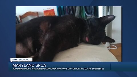 Polly Pocket the cat is up for adoption at the Maryland SPCA