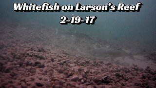 Whitefish on Larson’s Reef