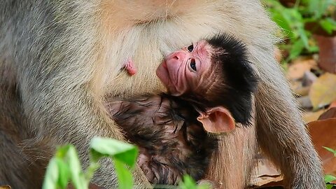 The Fresh Newborn Baby Monkey Today