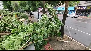 Chuva, vento e granizo derrubam árvores no centro e bairros de Campo Mourão