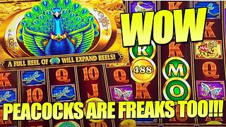 I Won So Many Jackpots Playing with Peacocks I Can't Even Believe It!!!