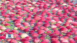 Cranberry Harvest Takes Place in Central Wisconsin