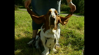 Dog Has World's Longest Ears