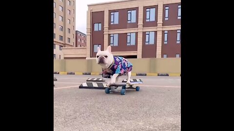 Dog Skateboarding skills