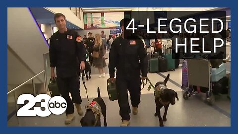 Cadaver dogs from Southern California fire departments headed to Maui