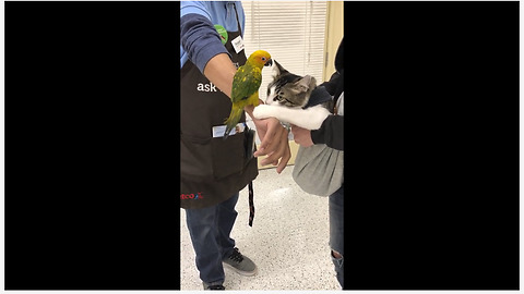 Gentle kitten preciously befriends parrot