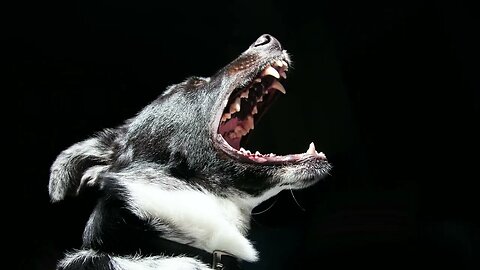 Dogs Barking Aggressive - Sound Effect ( Copyright free ) #5