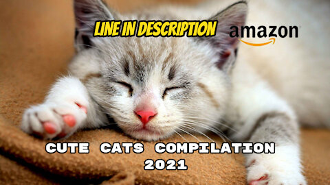 Cute Cats *-* Amazon Gift Card!!!!!!!