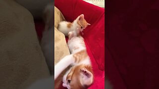 Cutest kittens play together