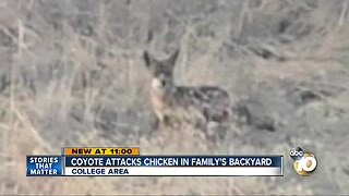 Coyote attacks chicken in family's backyard