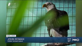 Injured bald eagle released