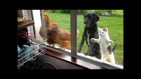 Best Funny Animal Videos of the year (2021), funniest animals ever
