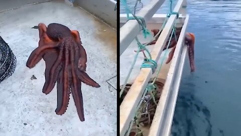 Octopus Trying to Escaping for Survival #Octopus
