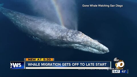 Whale migration gets off to late start in San Diego