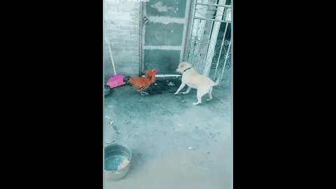 Dog vs chicken -- who will win ???