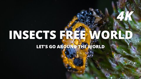 INSECT FREE WORLD