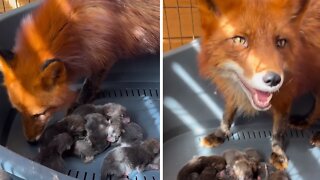 Mother fox is taking care of her babies 🦊❤️