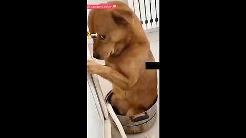 Funny video 🐕 dog #video # #funny# #dog