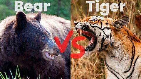 Tiger vs Bear - Fight - Animals - No Copyright Video