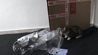 Cat Is Curious about Wrapping Materials